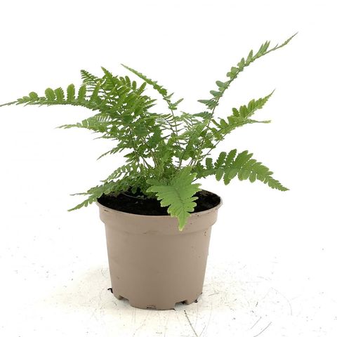 Dryopteris austriaca