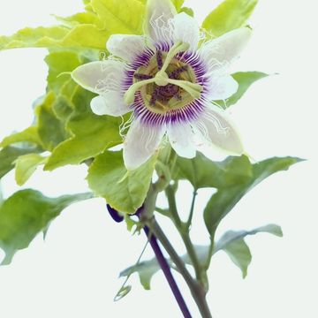 Passiflora PASSION PIE