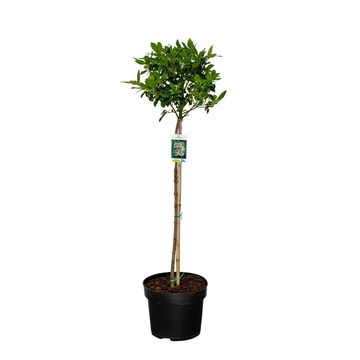 Viburnum tinus