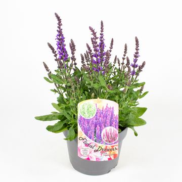 Salvia nemorosa MIX
