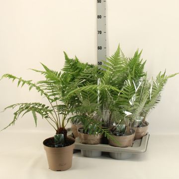 Dicksonia antarctica