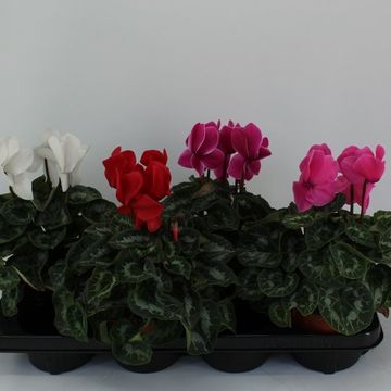 Cyclamen persicum HALIOS MIX