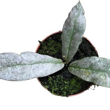Hoya mitrata 'Silver'