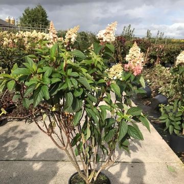 Hydrangea paniculata MAGICAL CANDLE