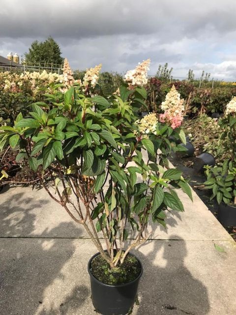 Hydrangea paniculata MAGICAL CANDLE