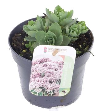 Sedum telephium SEDUCTION PINK PASSION