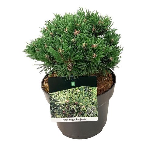 Pinus mugo 'Benjamin'