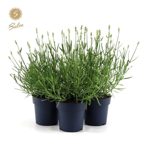 Lavandula angustifolia 'Felice White'