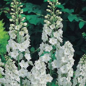 Delphinium 'Galahad'