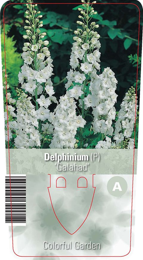 Delphinium 'Galahad'