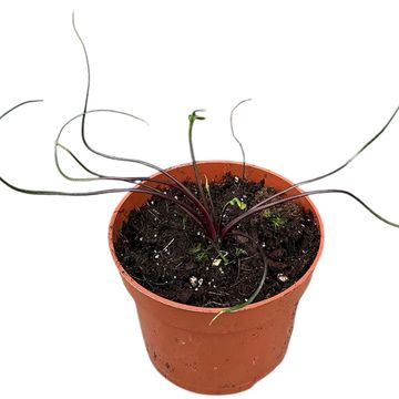 Alocasia plumbea 'Flying Squid'