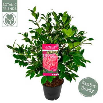 Camellia japonica 'Marie Bracey'