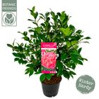 Camellia japonica 'Marie Bracey'