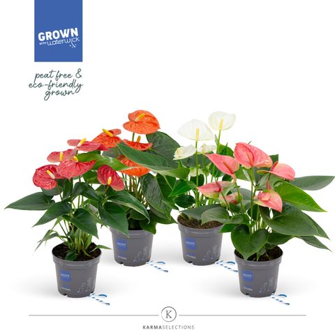 Anthurium MIX