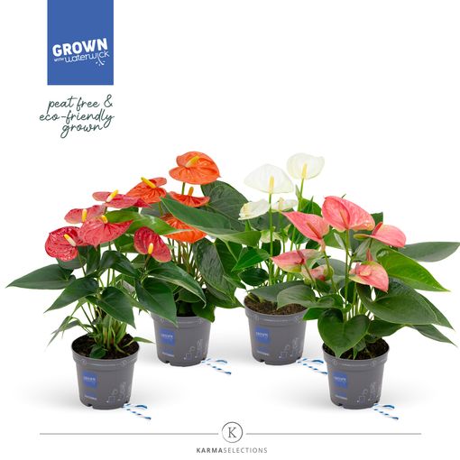 Anthurium MIX