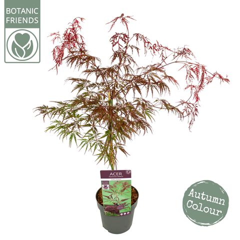 Acer palmatum 'Инаба-шидаре'