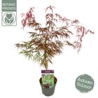 Acer palmatum 'Inaba-shidare'