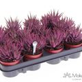 Haworthia fasciata 'Big Band'