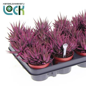 Haworthia fasciata 'Big Band'