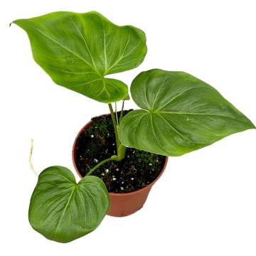 Филодендрон goeldii