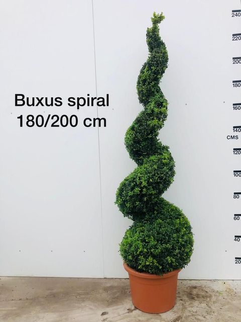 Buxus sempervirens