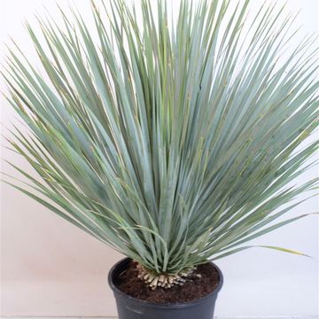 Yucca rostrata