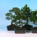 Bonsai MIX