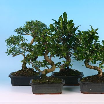 Bonsai MIX
