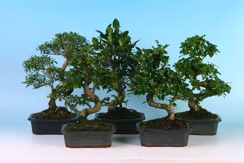 Bonsai MIX
