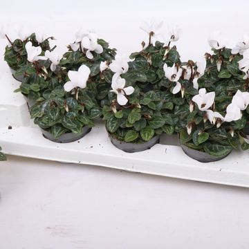 Cyclamen SUPER SERIE VERANO PURE WHITE
