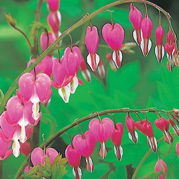 Dicentra spectabilis