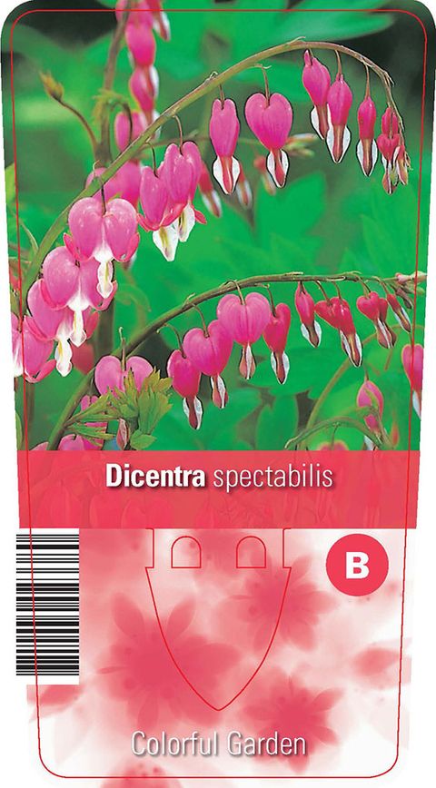 Dicentra spectabilis