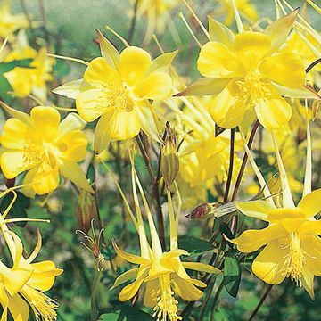 Aquilegia chrysantha 'Yellow Queen'