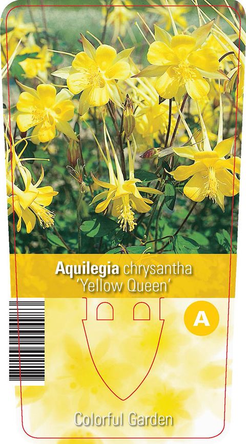 Aquilegia chrysantha 'Yellow Queen'