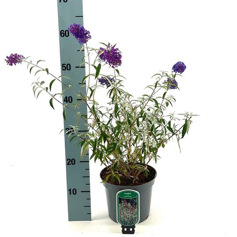 Buddleja davidii 'Nanho Purple'