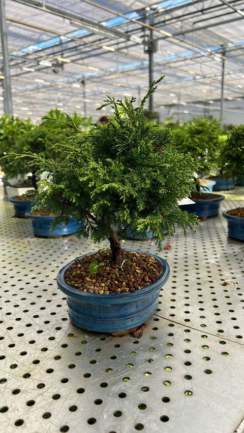 Juniperus chinensis