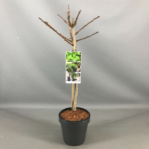 Ginkgo biloba 'Mariken'