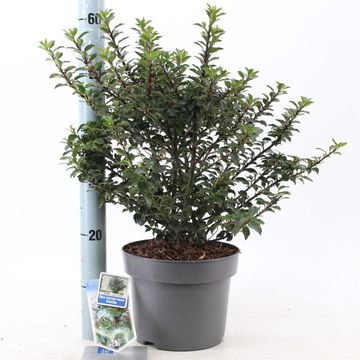 Ilex x meserveae GENTLE