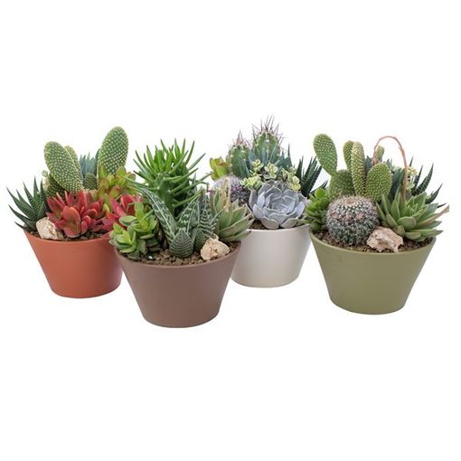 Arrangement Cactus