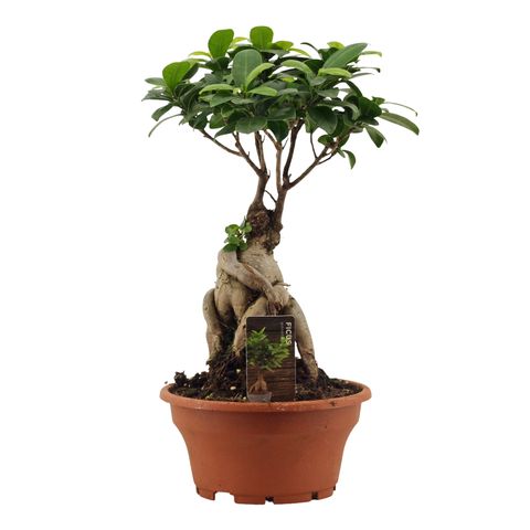 Ficus microcarpa 'Ginseng'