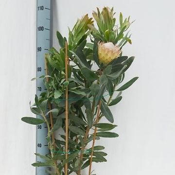 Protea 'Susara'