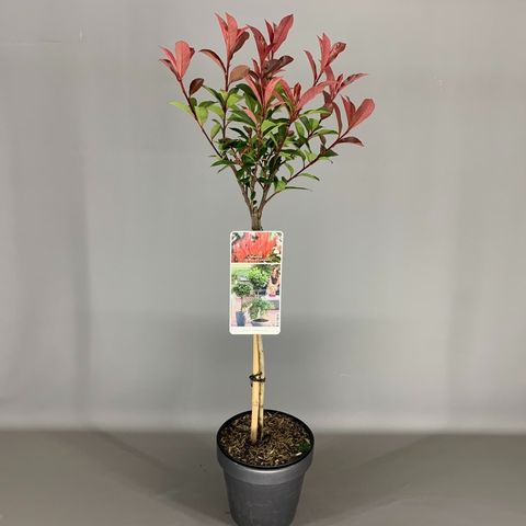 Photinia x fraseri CARRÉ ROUGE