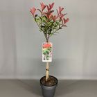 Photinia x fraseri CARRÉ ROUGE