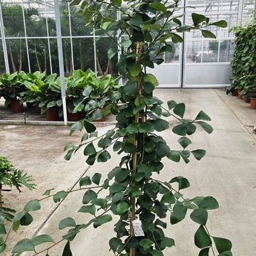 Ficus natalensis 'Trinova'