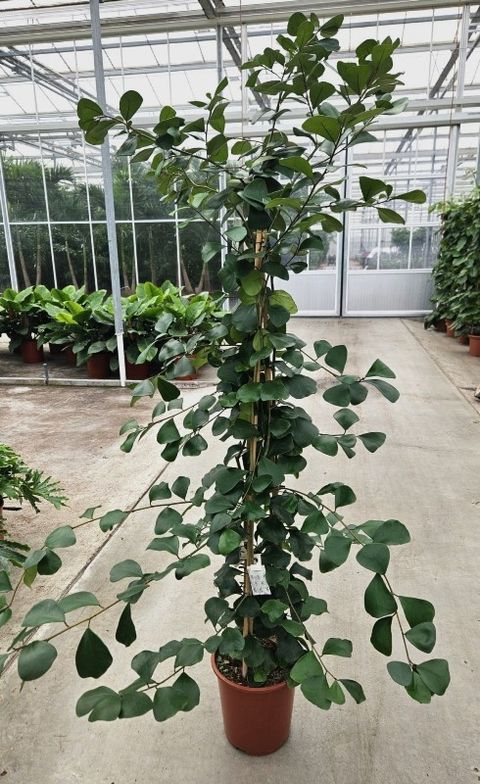 Ficus natalensis 'Trinova'