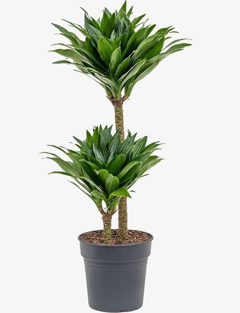 Dracaena fragrans 'Compacta'
