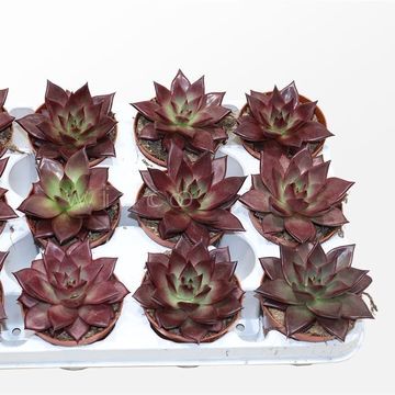 Echeveria 'Taurus'