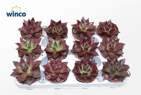 Echeveria 'Taurus'