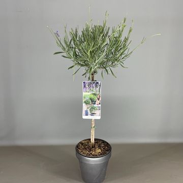 Lavandula angustifolia 'Munstead'