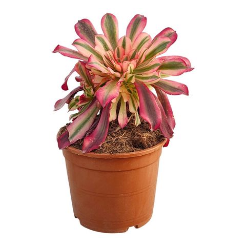 Aeonium 'Pink Witch'